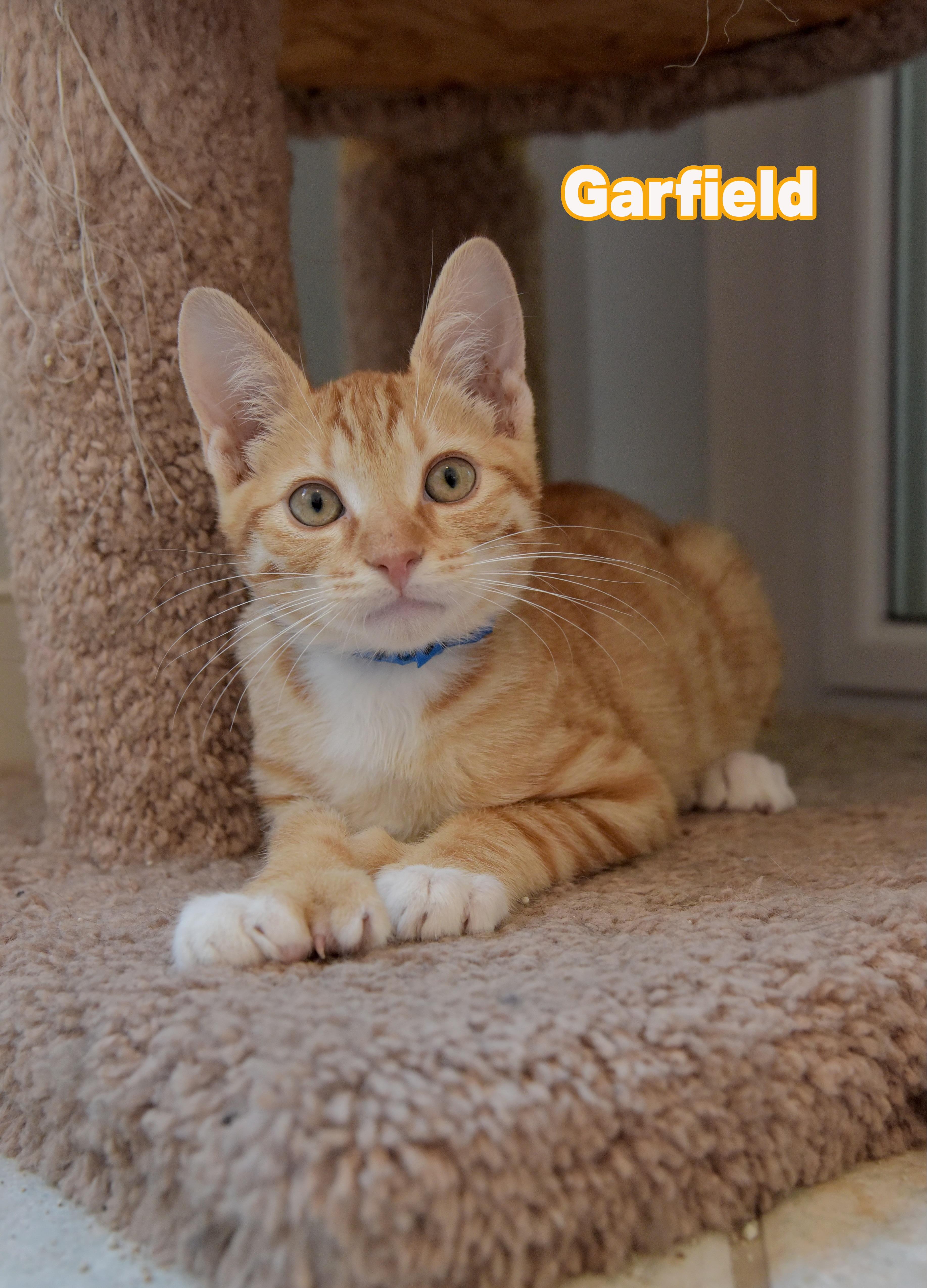 Garfield