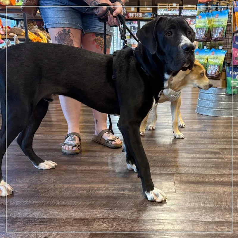 A young large-sized male Black Great Dane dog named Bruno for adoption in Little Rock, AR