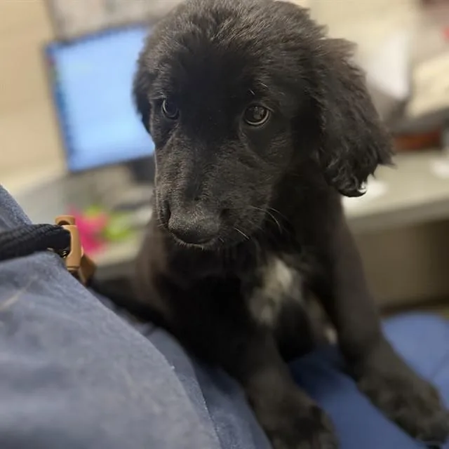 A baby medium-sized male Labrador Retriever dog named Eric for adoption in Huntsville, AL