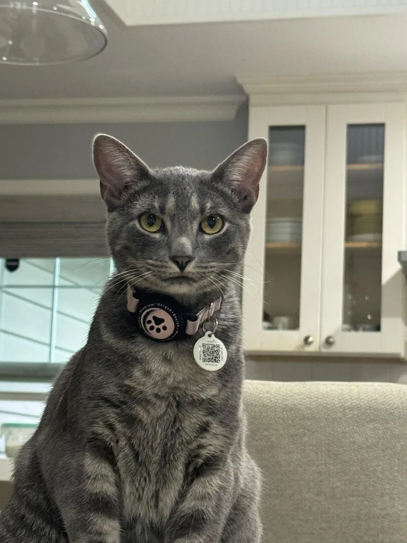An adult medium-sized female Gray / Blue / Silver Domestic Short Hair cat named Maeve for adoption in San Jose, CA
