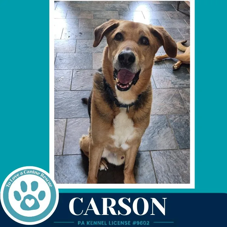 A senior large-sized male Shepherd dog named Carson Fka Bozo for adoption in Kimberton, PA