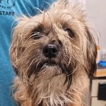 An adult small-sized female Black Yorkshire Terrier dog named Laken for adoption in Starkville, MS