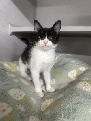A baby small-sized female Domestic Short Hair cat named Million Dollar Baby for adoption in Sacramento, CA