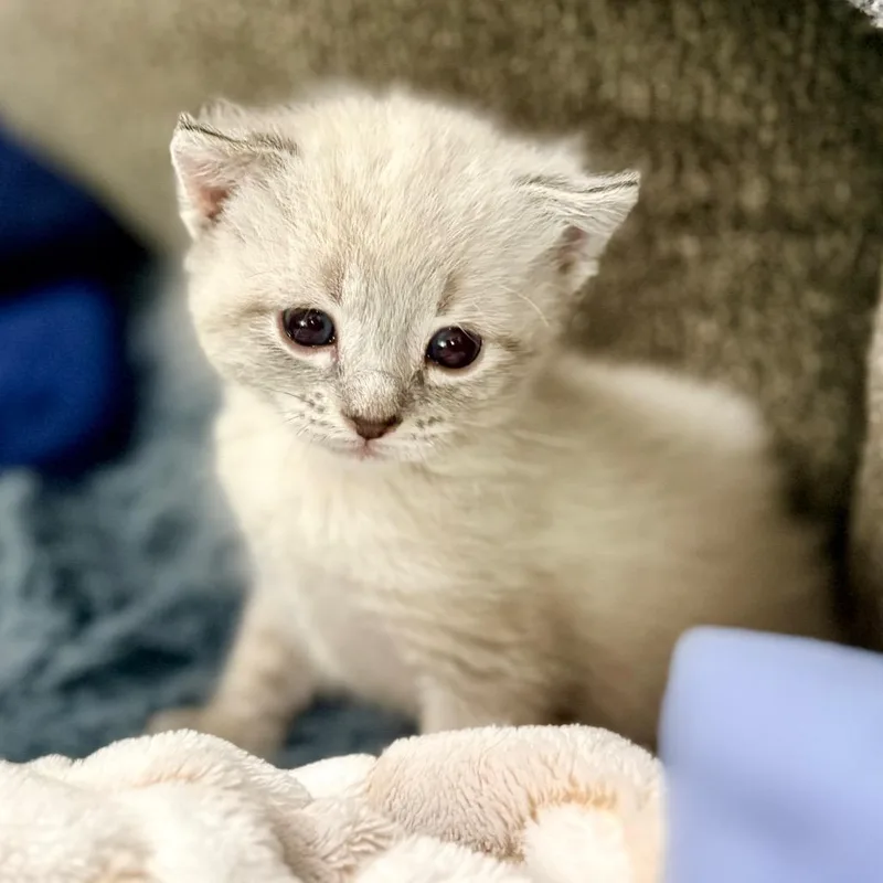 Merlin