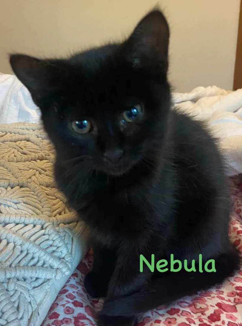 A baby small-sized male Black Domestic Short Hair cat named Nebula for adoption in Topsham, ME