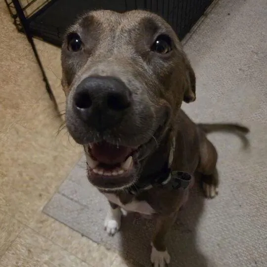 An adult medium-sized female Brindle Mixed Breed dog named Ladybug for adoption in Jersey City, NJ