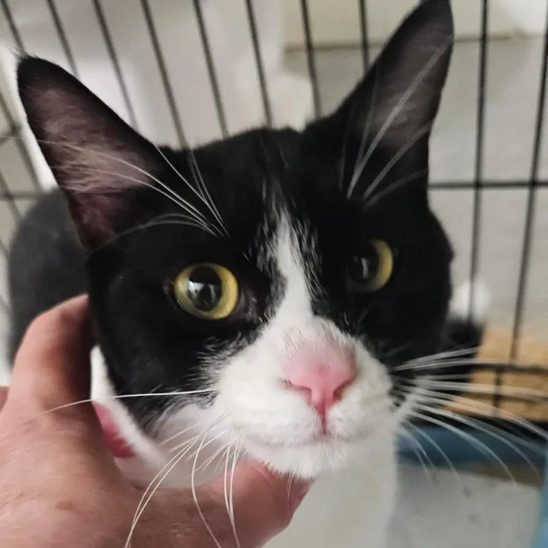 A young medium-sized male Black Domestic Short Hair cat named Alfie for adoption in Chapel Hill, NC
