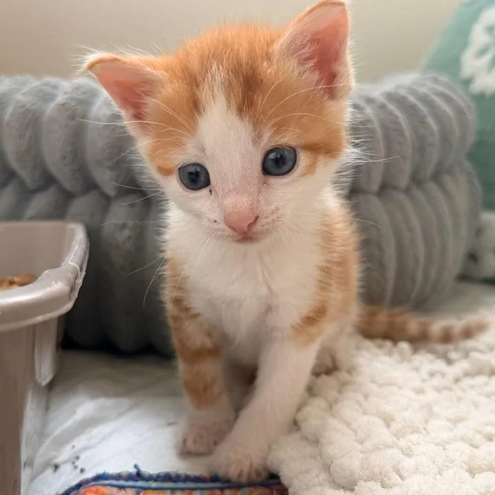 A baby small-sized male Orange / Red Domestic Short Hair cat named George Weasley for adoption in Winchester, VA