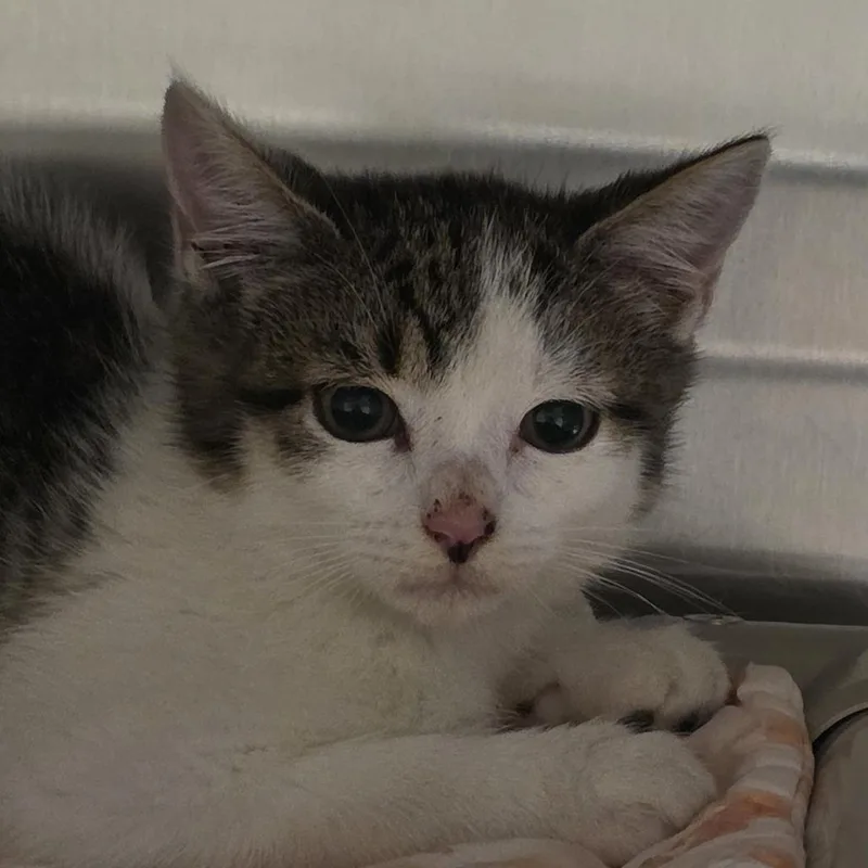 A baby small-sized male White Domestic Short Hair cat named Sullie for adoption in Kennebunk, ME