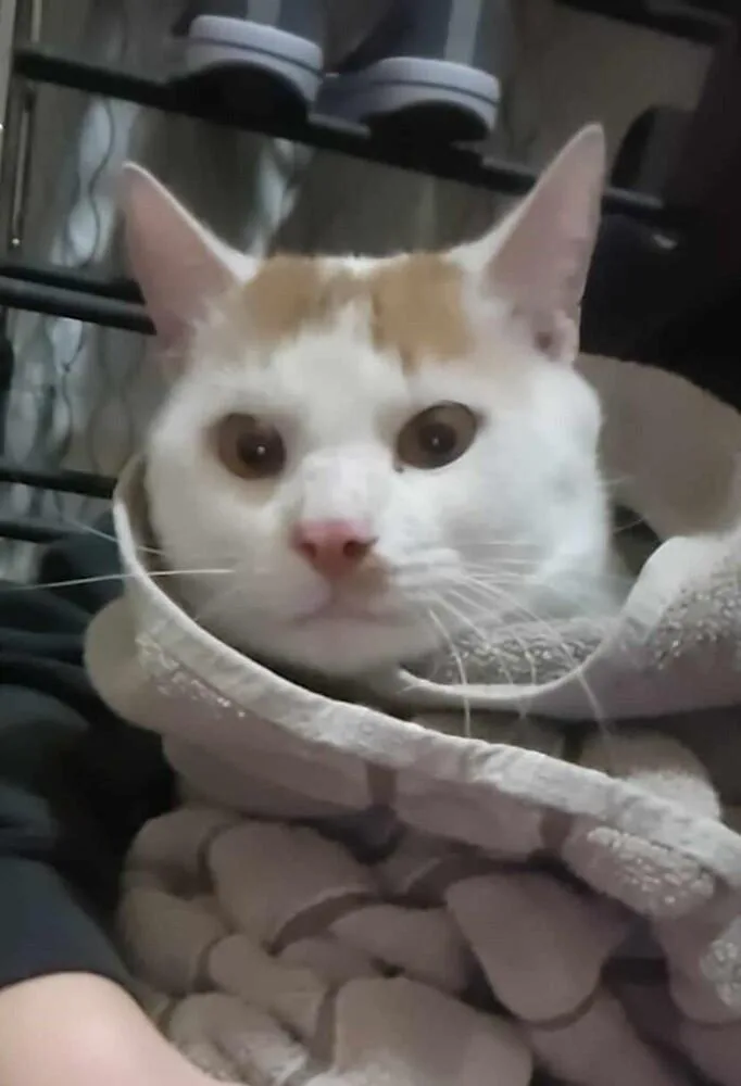 A young large-sized male Domestic Short Hair cat named Np Odin for adoption in Peoria, IL