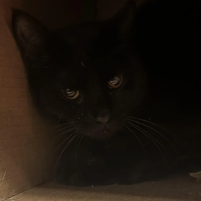 An adult medium-sized male Black Domestic Short Hair cat named Jimmy for adoption in Pittsburgh, PA