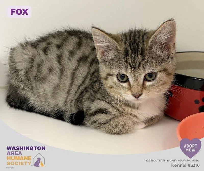 A baby small-sized female Tabby (Brown / Chocolate) Domestic Short Hair cat named Fox for adoption in Eighty Four, PA