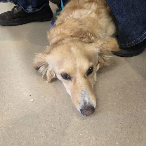 An adult small-sized female Yellow / Tan / Blond / Fawn Australian Shepherd dog named Daisy for adoption in Grand Junction, CO