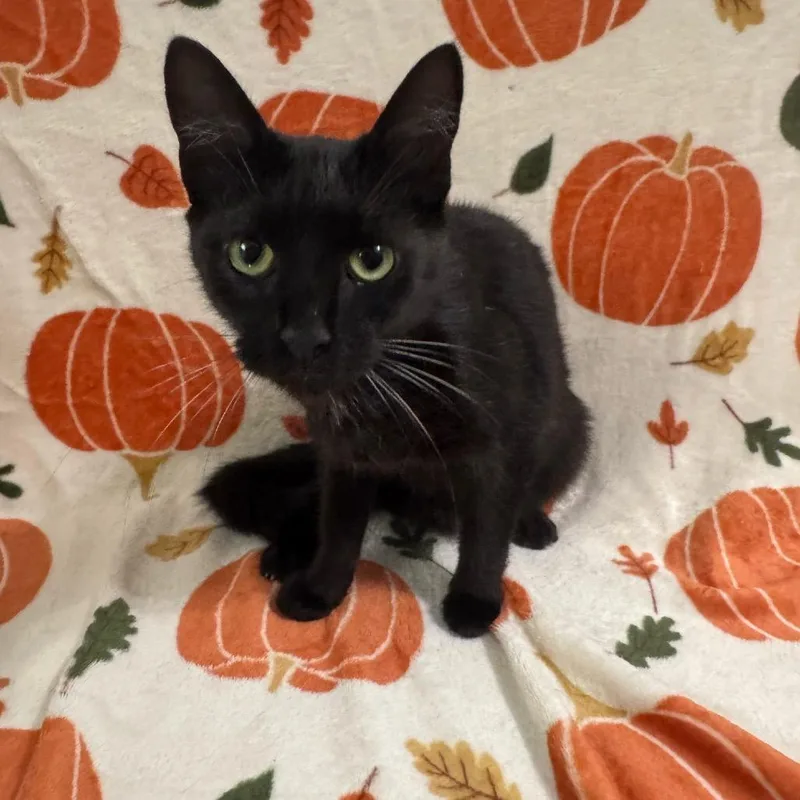 A young small-sized female Black Domestic Short Hair cat named Swishy for adoption in Brea, CA