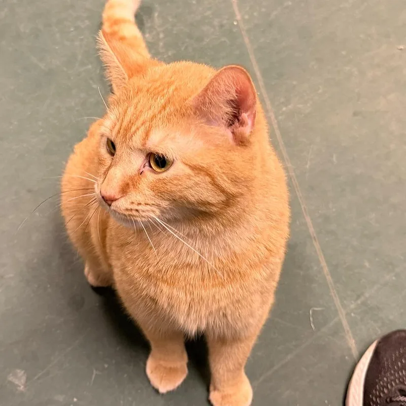 An adult small-sized male Orange / Red Domestic Short Hair cat named Chester Wallace for adoption in Merrifield, VA