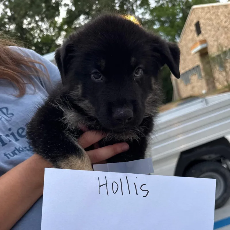 Hollis thumbnail 3