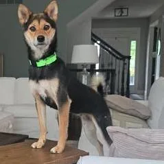 An adult small-sized female Black Shiba Inu dog named Stormy for adoption in Overland Park, KS