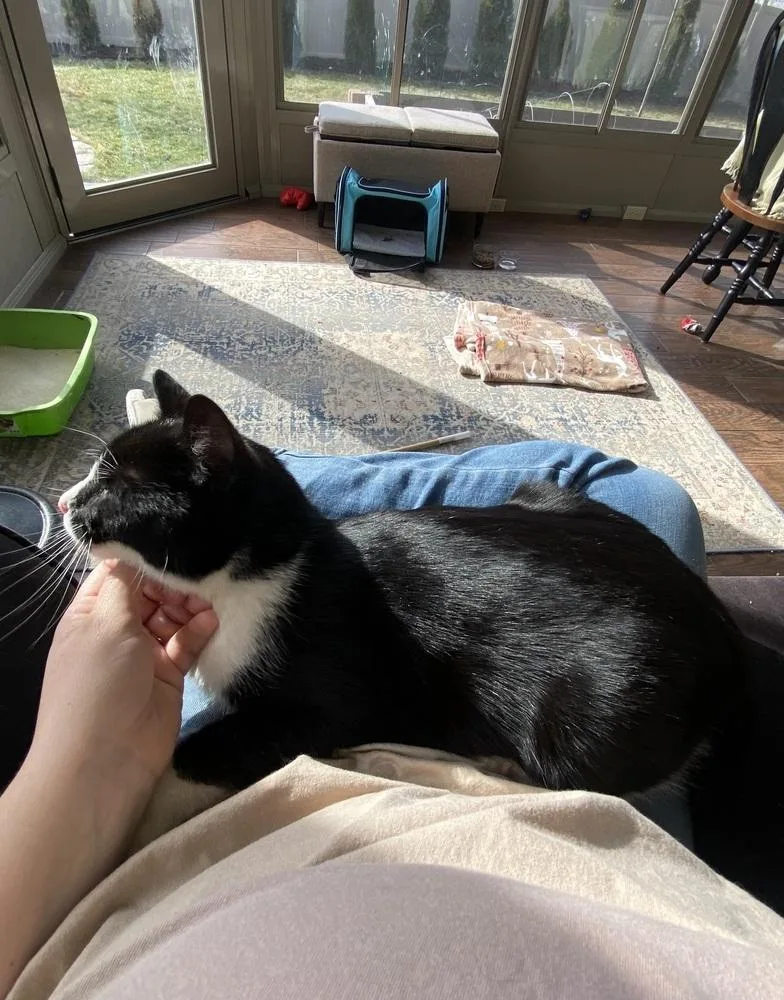 An adult medium-sized female Black & White / Tuxedo Domestic Short Hair cat named Mirabel for adoption in Clinton Township, MI