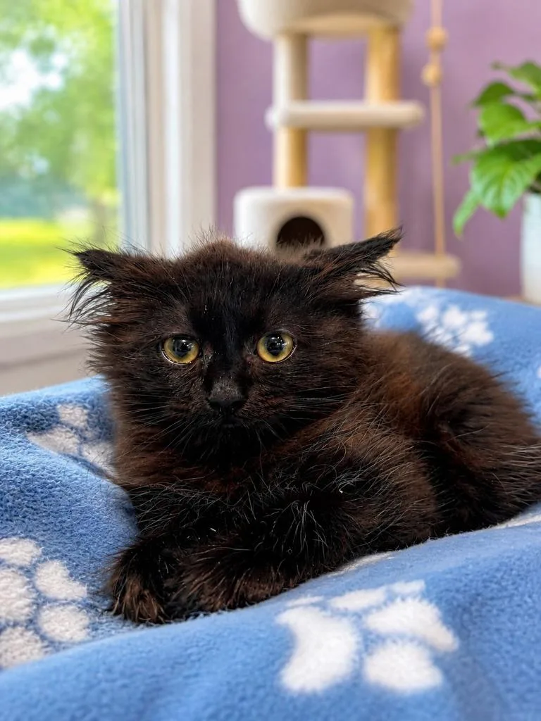 Salem