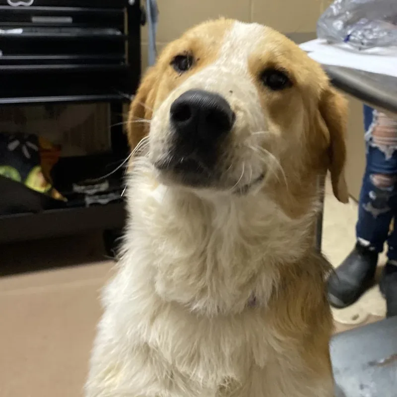 A young medium-sized male Brown / Chocolate Hound dog named Dexter for adoption in Caryville, TN