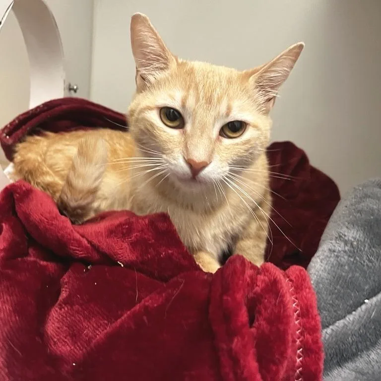 An adult medium-sized female Domestic Short Hair cat named Yogi Bear for adoption in Los Angeles, CA