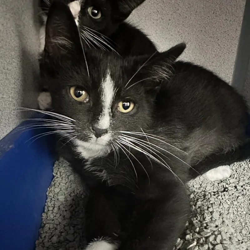 A baby small-sized male Black Domestic Short Hair cat named Chaplin for adoption in Evansville, IN