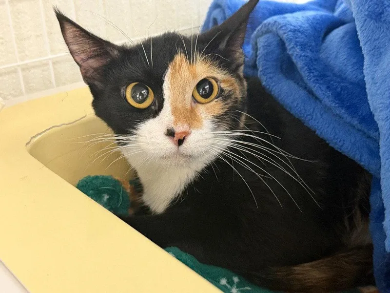 A young medium-sized female Domestic Short Hair cat named Princess Peach for adoption in St. Helens, OR