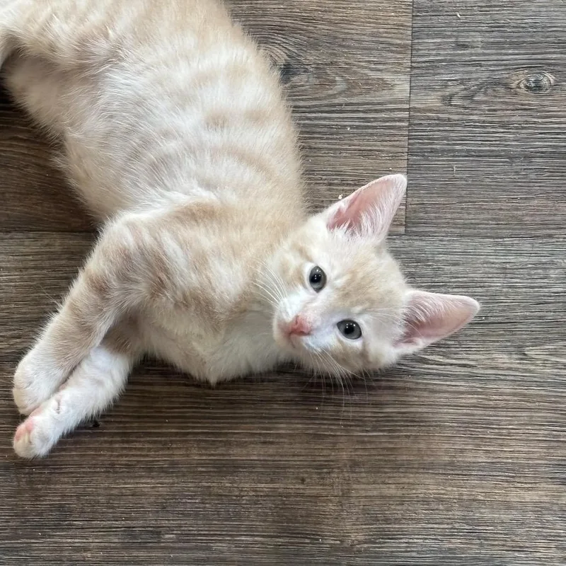 A baby small-sized male Buff / Tan / Fawn Domestic Short Hair cat named Kumquat for adoption in Gainesville, FL