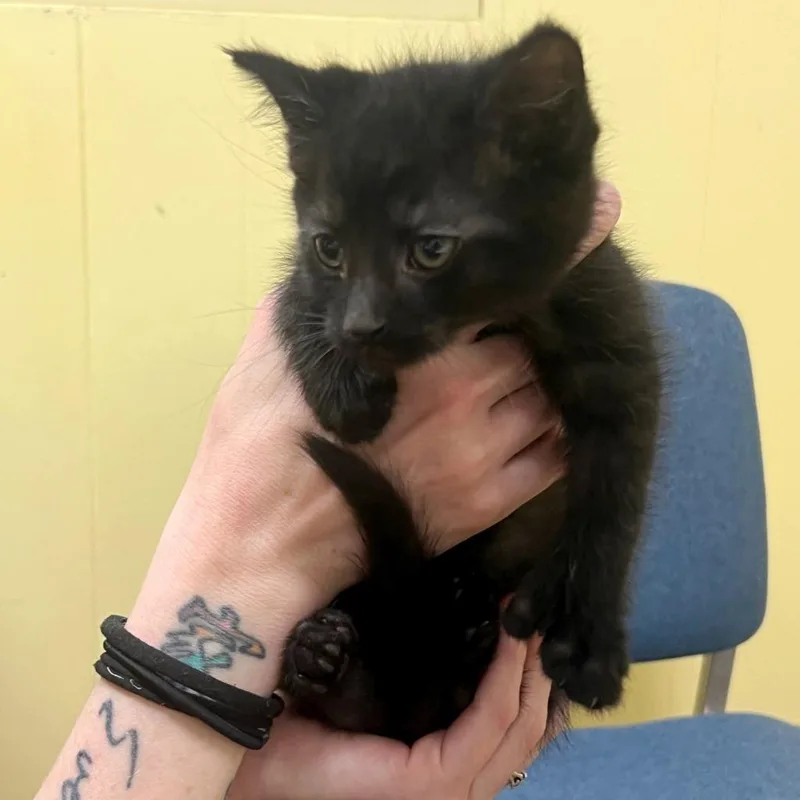 A baby small-sized male Domestic Short Hair cat named Sebastian for adoption in Olean, NY