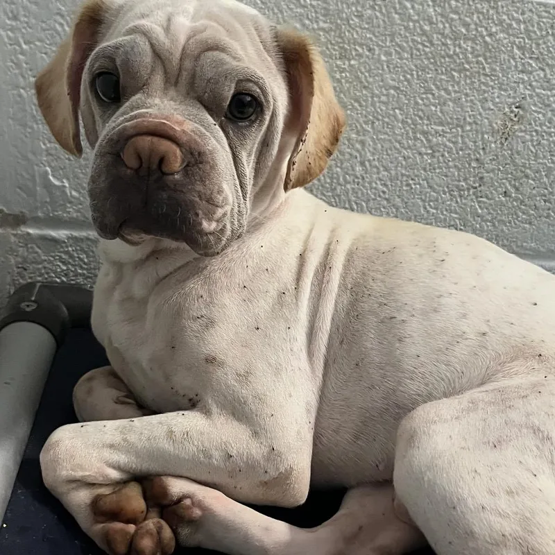 An adult medium-sized male White / Cream Shar-Pei dog named Sinatra for adoption in Waldorf, MD