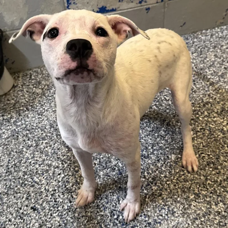 A young small-sized female White / Cream Mixed Breed dog named Alix for adoption in Beaumont, TX