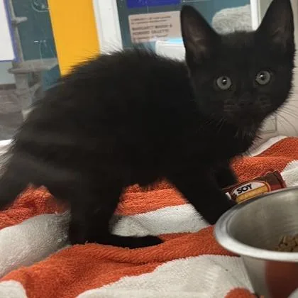 A baby small-sized male Domestic Short Hair cat named Scoops for adoption in Voorhees, NJ