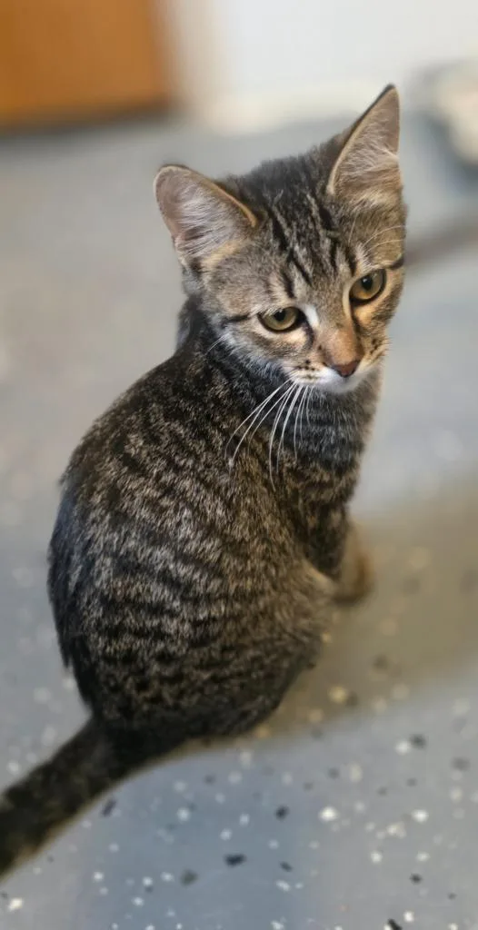 A baby medium-sized female Domestic Short Hair cat named Miss Walker for adoption in Miami, OK