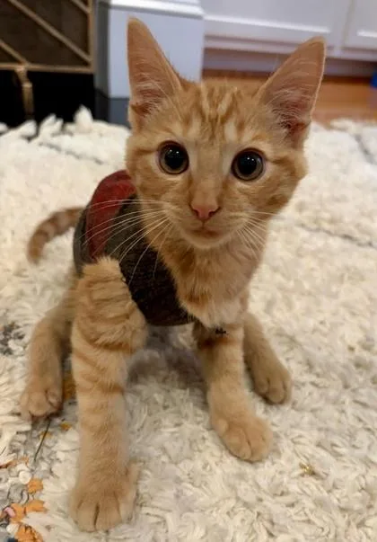 A baby small-sized male Domestic Short Hair cat named Balderdash  `a Priority for adoption in Columbia, SC