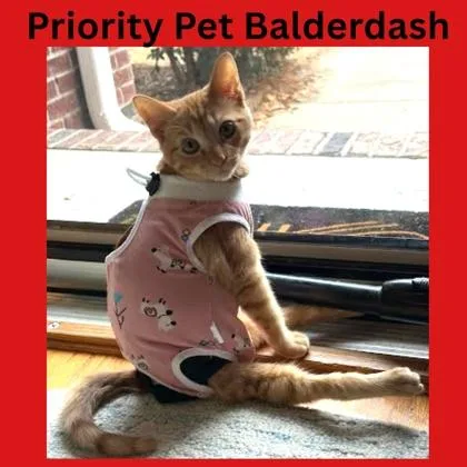 Balderdash  `a Priority thumbnail 3