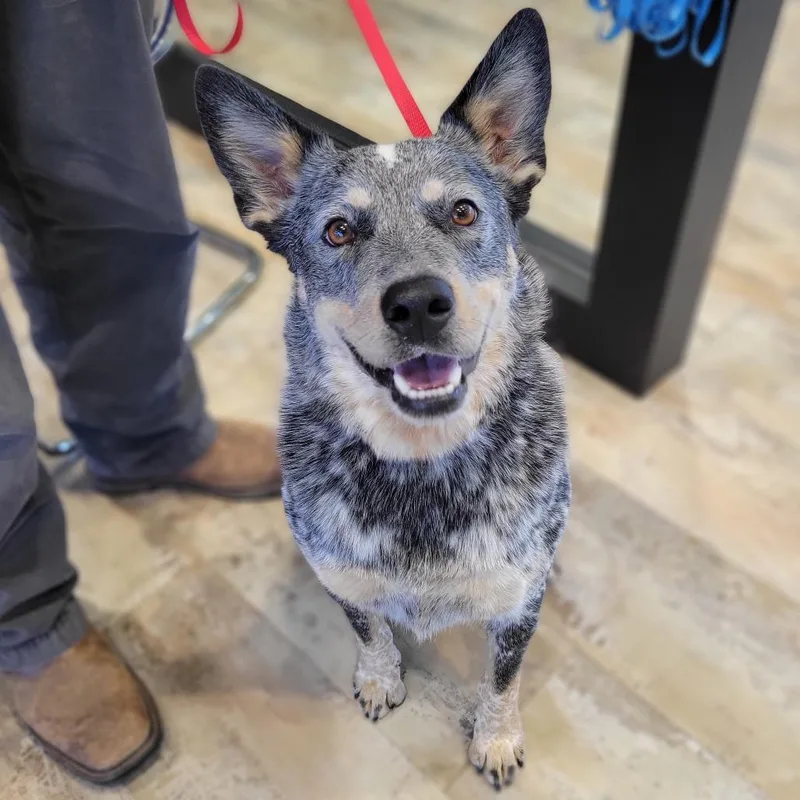 An adult medium-sized female Black Australian Cattle Dog / Blue Heeler dog named Blue for adoption in Abilene, TX
