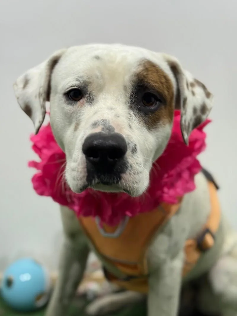 A young large-sized male White / Cream Pit Bull Terrier dog named Hawk for adoption in Carlsbad, CA