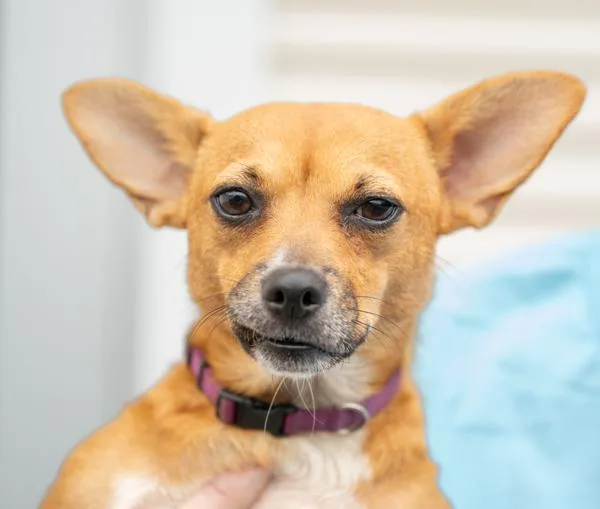 A young small-sized female Chihuahua dog named Cinnamon @ Petsmart Newington for adoption in Stratham, NH