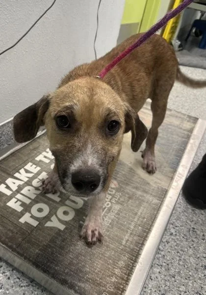 A young medium-sized female Hound dog named Muffin for adoption in Daytona Beach, FL