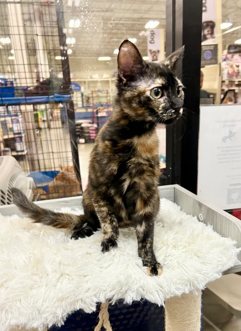 Square Dancin Dakota thumbnail 2