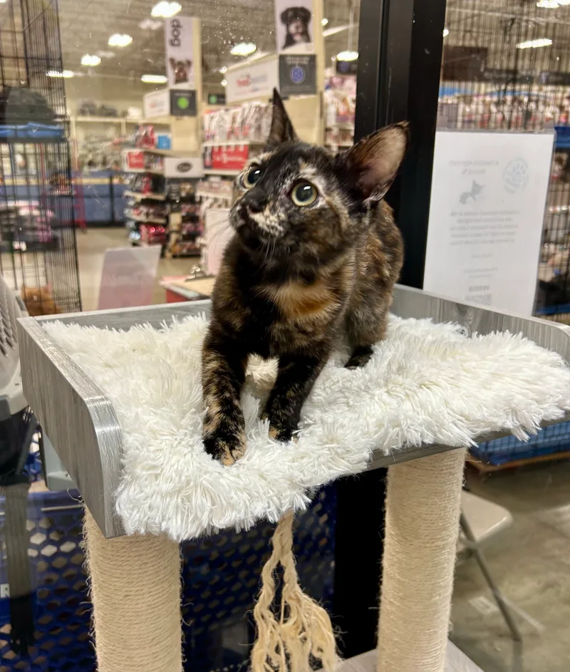 Square Dancin Dakota thumbnail 3