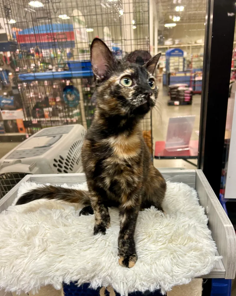 Square Dancin Dakota thumbnail 4