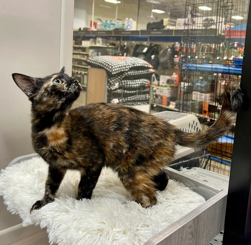 Square Dancin Dakota thumbnail 5