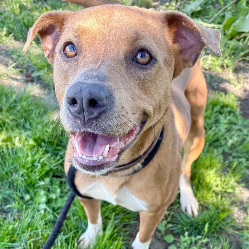 A young medium-sized female White / Cream Pit Bull Terrier dog named Shilo for adoption in St Joseph, MO