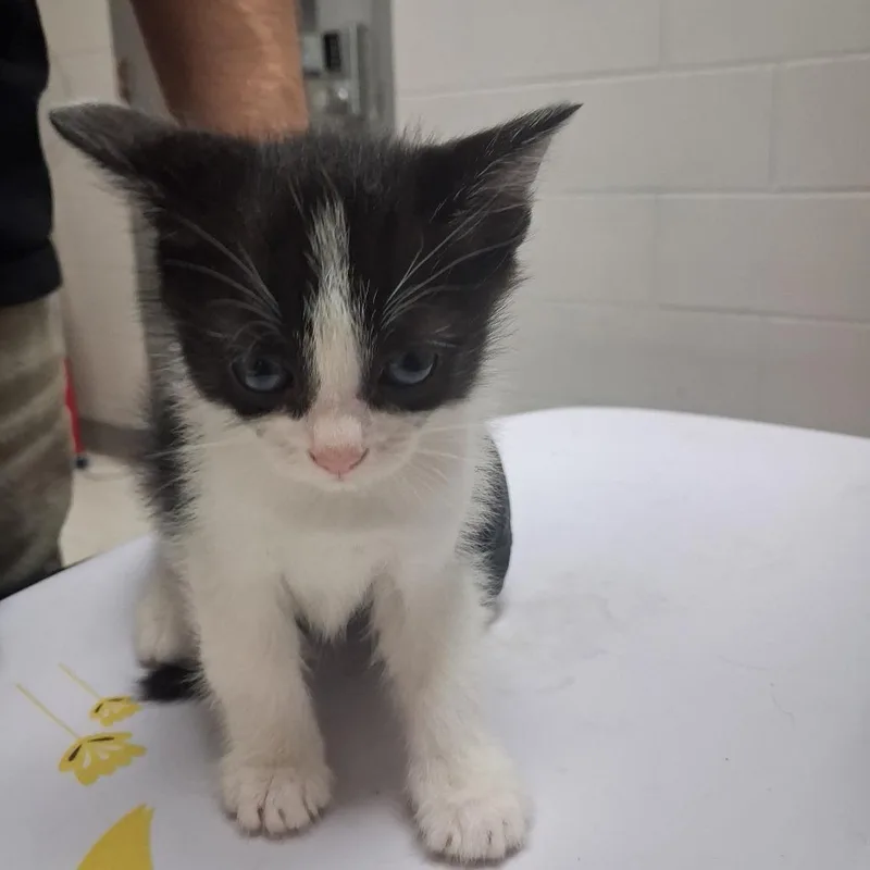 A baby small-sized male Black Domestic Short Hair cat named Pancetta for adoption in Lufkin, TX