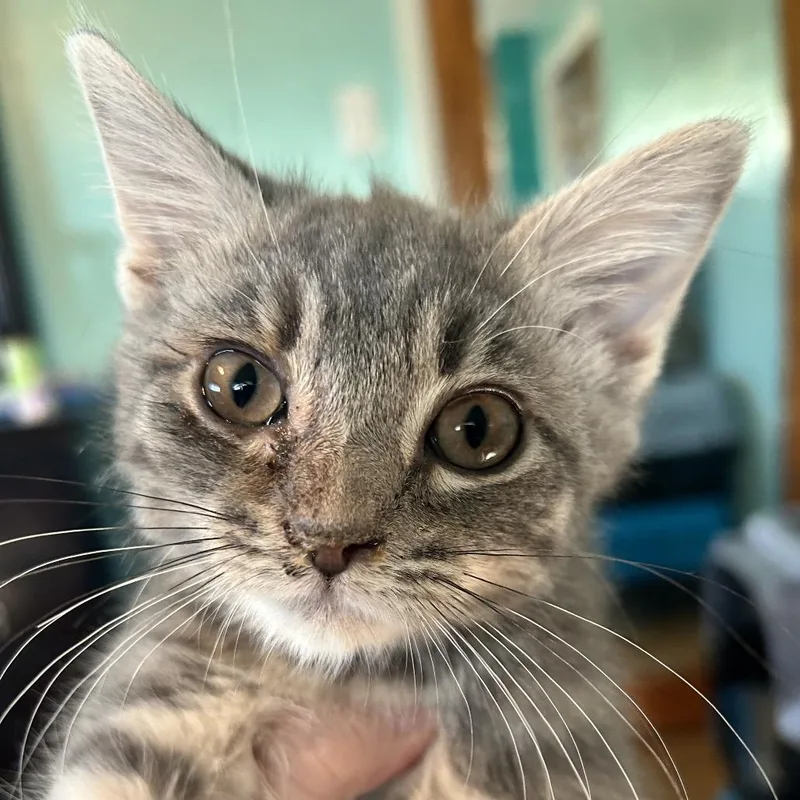 A baby small-sized female Gray / Blue / Silver Domestic Short Hair cat named Willow for adoption in Irwin, PA