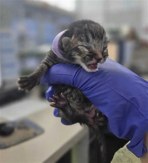 A baby medium-sized female Domestic Short Hair cat named Jane for adoption in Dallas, TX