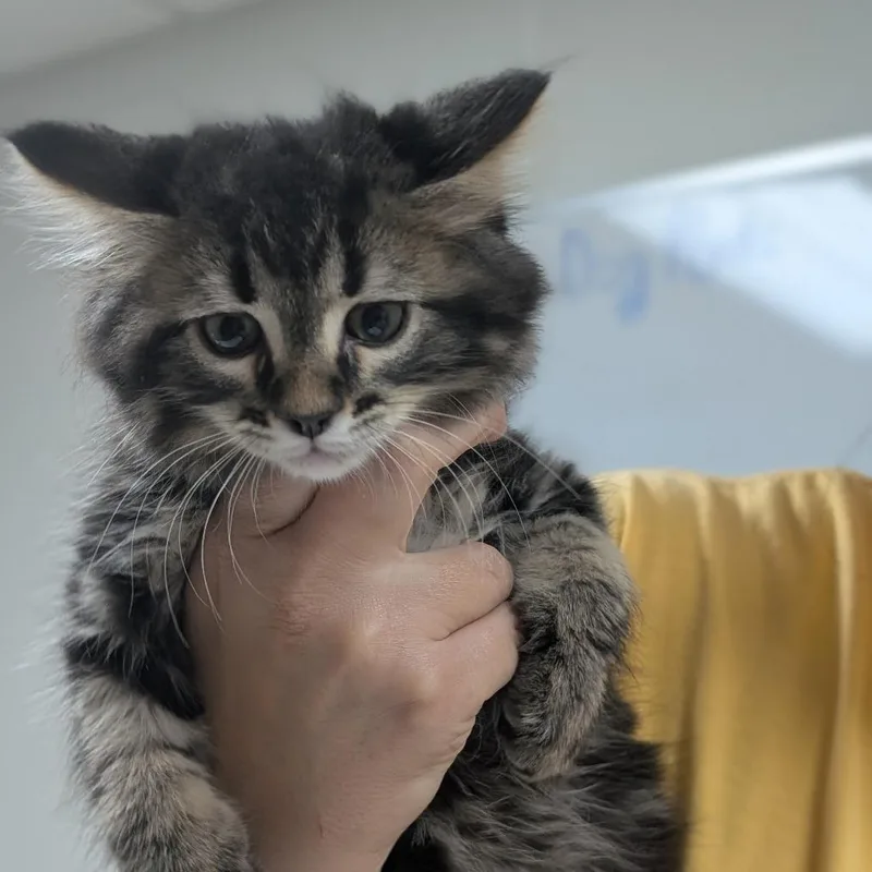 A baby small-sized male Domestic Long Hair cat named Fred for adoption in Canton, IL