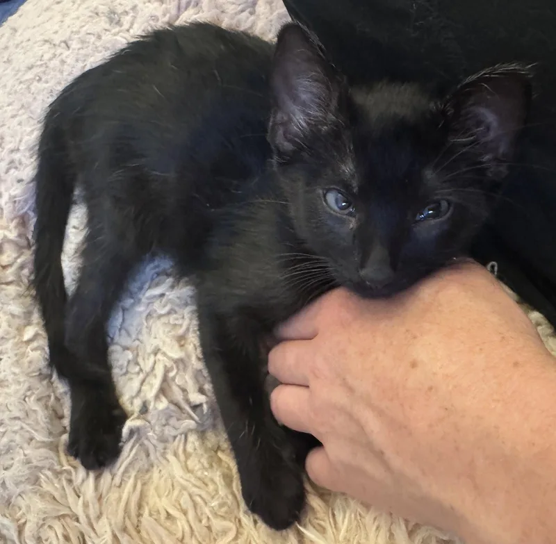A baby medium-sized male Bombay cat named Armstrong Aldrin & for adoption in San Luis Obispo, CA
