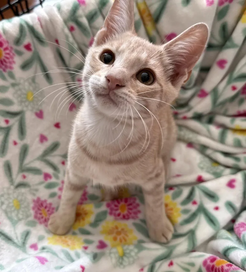 A young medium-sized male Orange / Red Domestic Short Hair cat named Pumbaa for adoption in Furlong, PA